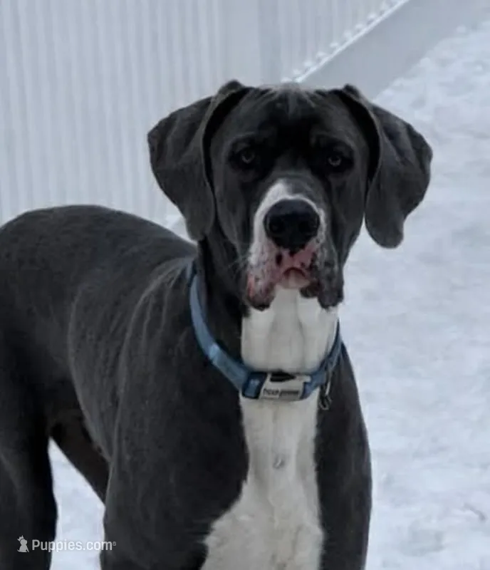 Pasquale – Great Dane puppy for sale in Seekonk, MA