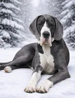 Pasquale, a male Great Dane for sale in Seekonk, MA – Photo 5 of 6