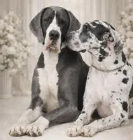 Pasquale, a male Great Dane for sale in Seekonk, MA – Photo 6 of 6