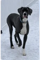 Pasquale, a male Great Dane for sale in Seekonk, MA – Photo 2 of 6