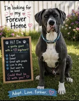 Pasquale, a male Great Dane for sale in Seekonk, MA – Photo 4 of 6