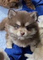 Hershey, a male Pomsky for sale in Seekonk, MA – 3 of 10