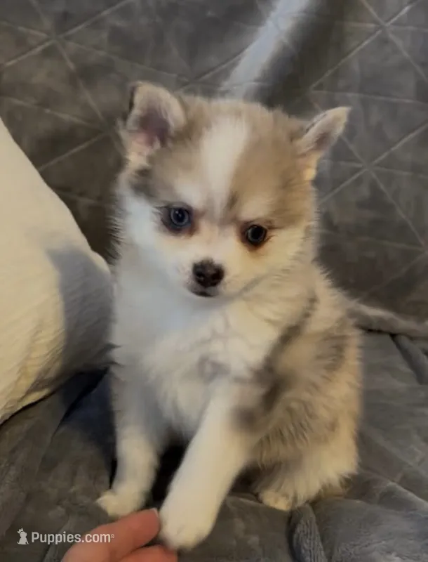 Daks Merle- Mini/ Toy – Pomsky puppy for sale in Seekonk, MA