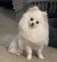 Pinky, a female Pomeranian for sale in Seekonk, MA – 2 of 2