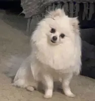 Hoops, a male Pomeranian for sale in Seekonk, MA – 2 of 2