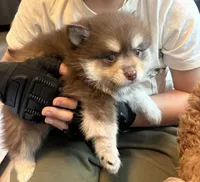 Hershey , a male Pomsky for sale in Seekonk, MA – Photo 4 of 7