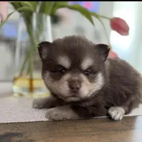 Hershey , a male Pomsky for sale in Seekonk, MA – Photo 6 of 7