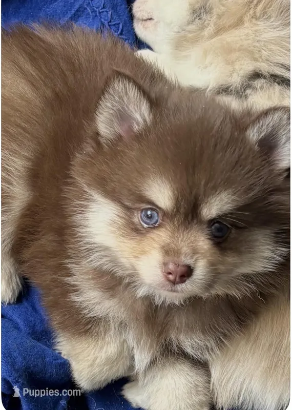 Hershey  – Pomsky puppy for sale in Seekonk, MA