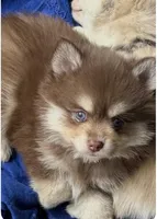 Hershey , a male Pomsky for sale in Seekonk, MA – Photo 1 of 7