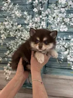 Hershey , a male Pomsky for sale in Seekonk, MA – Photo 7 of 7