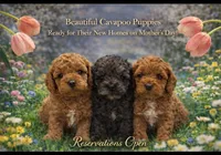 Daks Red, a female Cavapoo for sale in Seekonk, MA – Photo 7 of 7