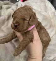 Daks Fawn, a female Cavapoo for sale in Seekonk, MA – Photo 7 of 10