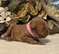 Daks Fawn, a female Cavapoo for sale in Seekonk, MA – Photo 3 of 9