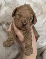 Daks Fawn, a female Cavapoo for sale in Seekonk, MA – Photo 9 of 10