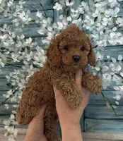 Daks Red, a female Cavapoo for sale in Seekonk, MA – Photo 2 of 7