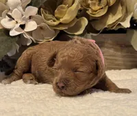 Daks Fawn, a female Cavapoo for sale in Seekonk, MA – Photo 2 of 9