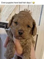 Daks Red, a female Cavapoo for sale in Seekonk, MA – Photo 5 of 7