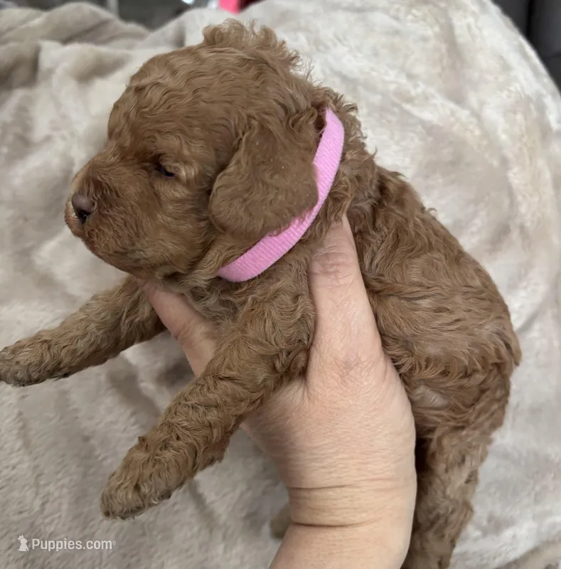 Daks Fawn – Cavapoo puppy for sale in Seekonk, MA