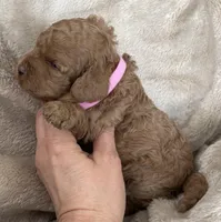 Daks Fawn, a female Cavapoo for sale in Seekonk, MA – Photo 10 of 10