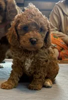 Daks Red, a female Cavapoo for sale in Seekonk, MA – Photo 1 of 7