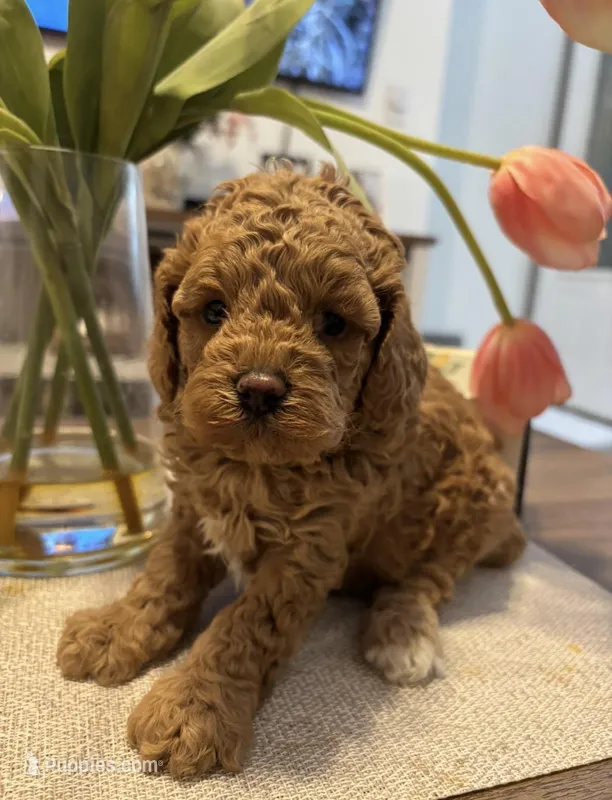 Daks Fawn – Cavapoo puppy for sale in Seekonk, MA