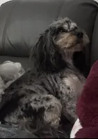 Daks Fawn, a female Cavapoo for sale in Seekonk, MA – Photo 4 of 9