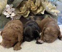 Daks Fawn, a female Cavapoo for sale in Seekonk, MA – Photo 9 of 9