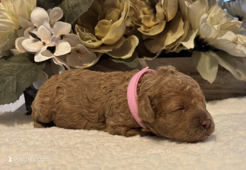 Daks Fawn – Cavapoo puppy for sale in Seekonk, MA