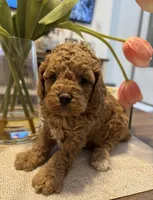 Daks Red, a female Cavapoo for sale in Seekonk, MA – Photo 4 of 7