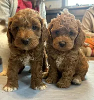 Daks Red, a female Cavapoo for sale in Seekonk, MA – Photo 6 of 7