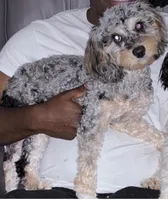 Daks Fawn, a female Cavapoo for sale in Seekonk, MA – Photo 6 of 9