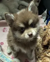 Hershey, a male Pomsky for sale in Seekonk, MA – 8 of 10