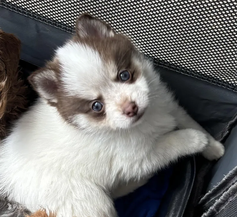 Daks white-Mini/Toy – Pomsky puppy for sale in Seekonk, MA