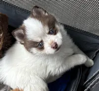 Daks white-Mini/Toy, a male Pomsky for sale in Seekonk, MA – Photo 2 of 9