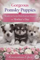Daks white-Mini/Toy, a male Pomsky for sale in Seekonk, MA – Photo 8 of 9
