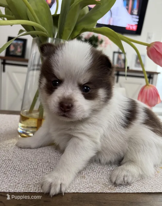 Daks white – Pomsky puppy for sale in Seekonk, MA