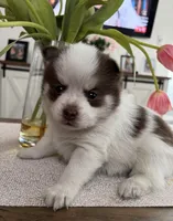Daks white-Mini/Toy, a male Pomsky for sale in Seekonk, MA – Photo 4 of 9
