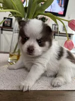 Daks white-Mini/Toy, a male Pomsky for sale in Seekonk, MA – Photo 5 of 9