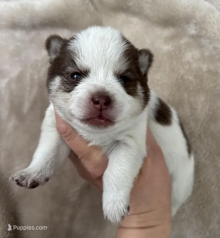 Daks white – Pomsky puppy for sale in Seekonk, MA