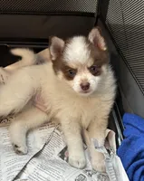Daks white-Mini/Toy, a male Pomsky for sale in Seekonk, MA – Photo 3 of 9