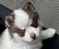 Daks white-Mini/Toy, a male Pomsky for sale in Seekonk, MA – Photo 1 of 9