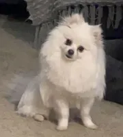 Daks white, a male Pomsky for sale in Seekonk, MA – Photo 6 of 7