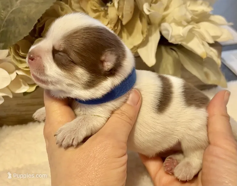 Daks white – Pomsky puppy for sale in Seekonk, MA