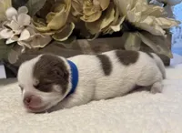 Daks white, a male Pomsky for sale in Seekonk, MA – Photo 3 of 7