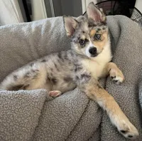 Daks white, a male Pomsky for sale in Seekonk, MA – Photo 5 of 7