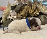 Daks white, a male Pomsky for sale in Seekonk, MA – Photo 4 of 7