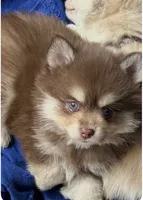 Hershey, a male Pomsky for sale in Seekonk, MA – 2 of 10
