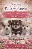 Hershey, a male Pomsky for sale in Seekonk, MA – 9 of 10