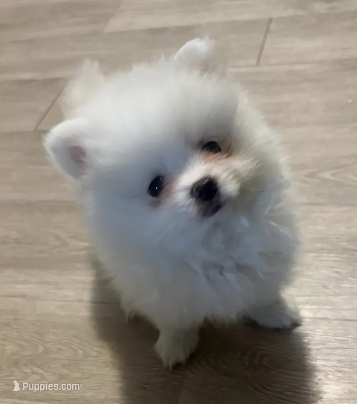 Spike  – Pomeranian puppy for sale in Seekonk, MA