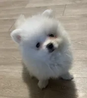 Spike , a male Pomeranian for sale in Seekonk, MA – 1 of 2